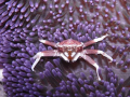   this photo Malaysiasipadan my kit seasea dx2g depth8m iso64 dx-2g dx 2g  